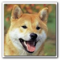 シバイヌ_柴犬